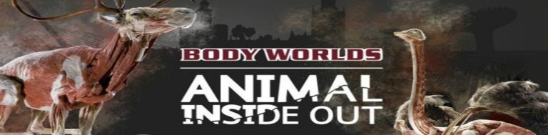 Exposición ‘Animal inside out’