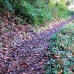 EL BOSQUE ENCANTADO