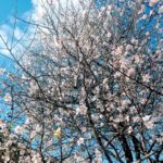 almendros-en-flor-algarve