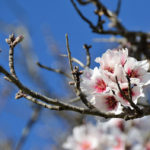 flores-almendros-a