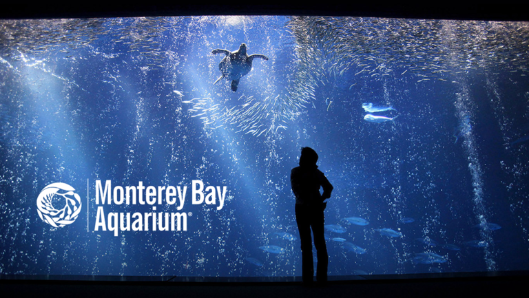 Visita virtual: Acuario de la bahía de Monterey