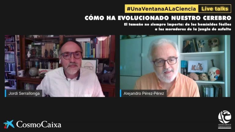 Cómo ha evolucionado nuestro cerebro