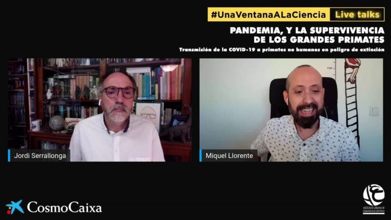 Pandemia, y la supervivencia de los grandes primates