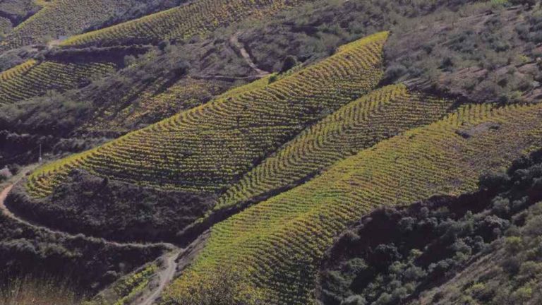Viñedos de vértigo, La Axarquía, Málaga