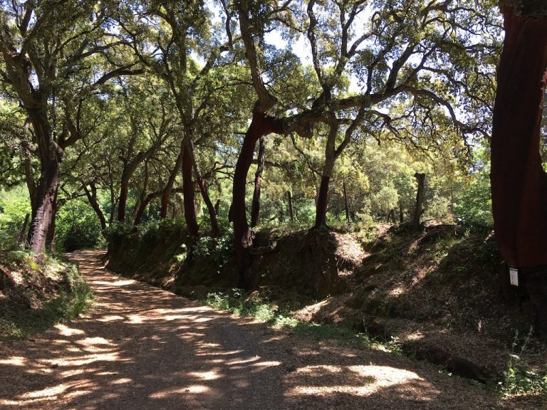 Senderismo «El Bosque de las Letras»