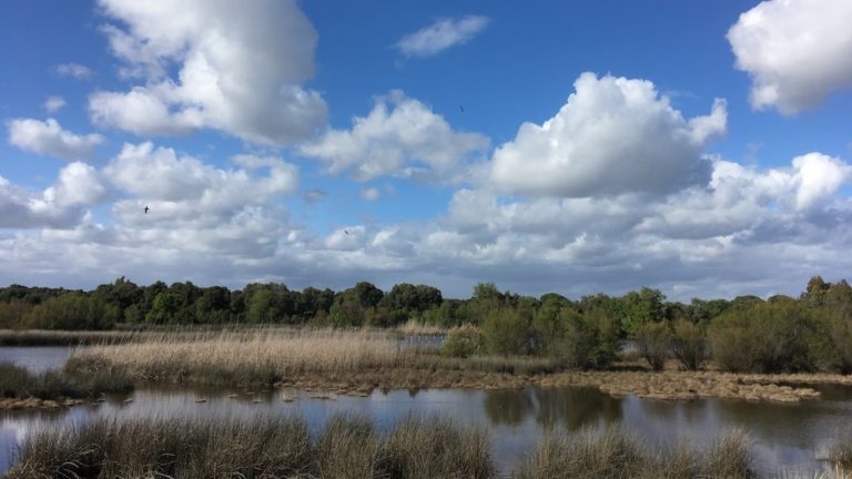 Senderismo: Excursión a las Marismas de Doñana