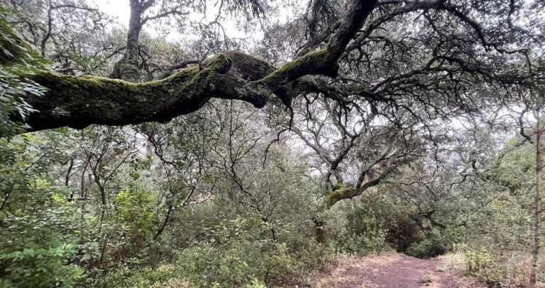 Senderismo: El bosque de Farngorn