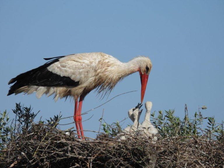 Senderismo: Senderismo y birding en Doñana Norte