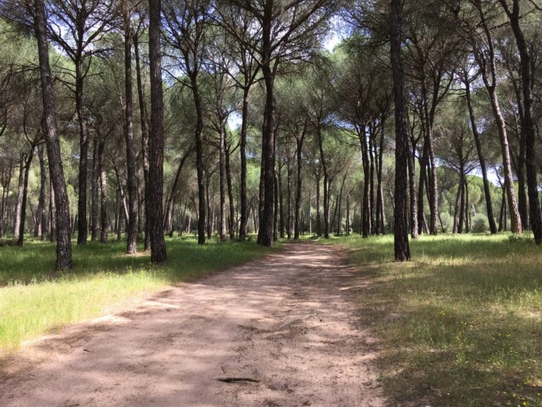 Los Pinares de Aznalcazar