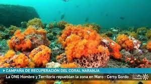 El Coral Naranja, Maro-Cerro Gordo, Granada
