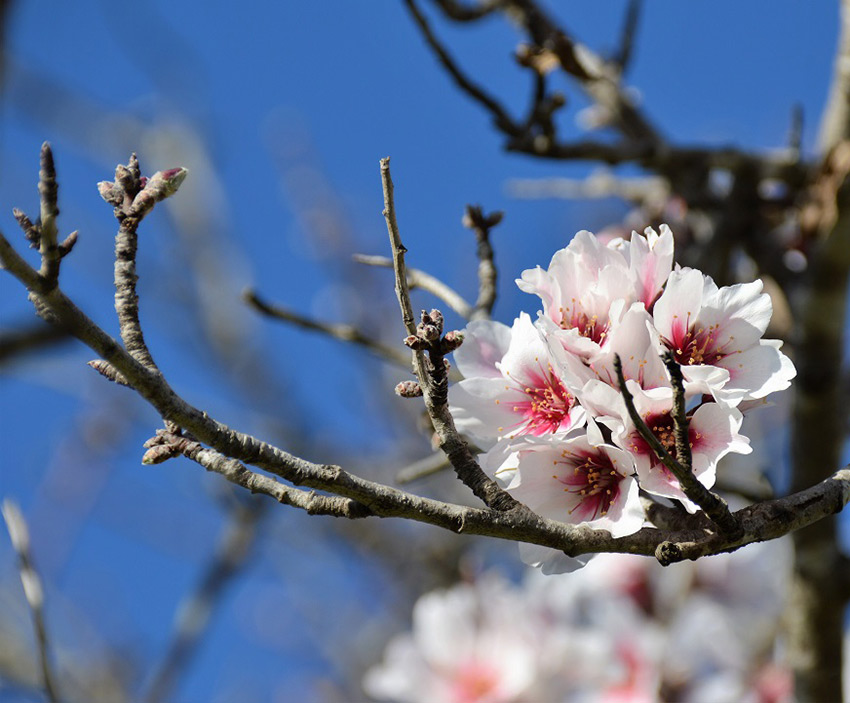 Senderismo Almendros en Flor en Castro Marim