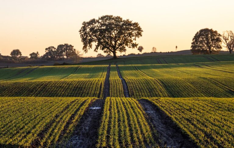 La Agricultura como sumidero de carbono: situación actual y perspectivas de futuro