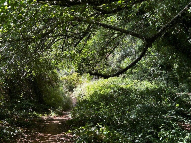 Senderismo: SENDERO RIBERA DE JABUGO