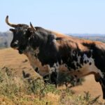 Dehesa-La-Zorrera-5-980×381